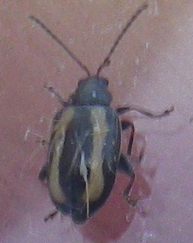 Réf. 236 710 : Phyllotreta sp.